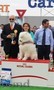 Magnificent Samoyed puppies from the International Champion